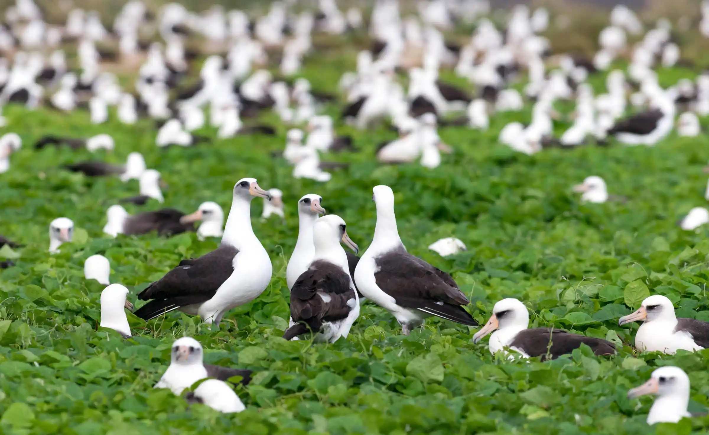 Color image of a colony of Laysan Albatrosses located in the western Hawaiian Islands. (Wikipedia)